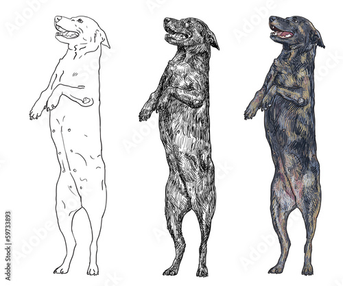 Standing dog