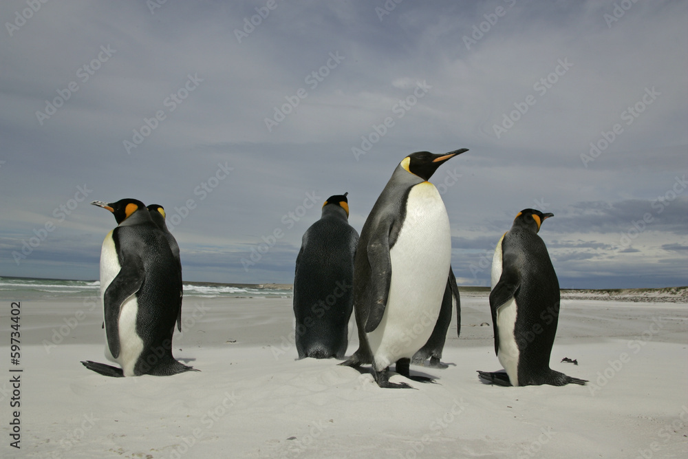 Obraz premium King penguin, Aptenodytes patagonicus