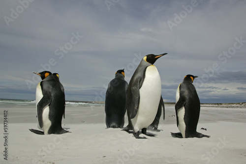 King penguin  Aptenodytes patagonicus