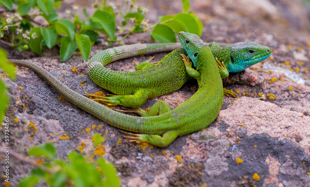couple of lizards couple of lizards