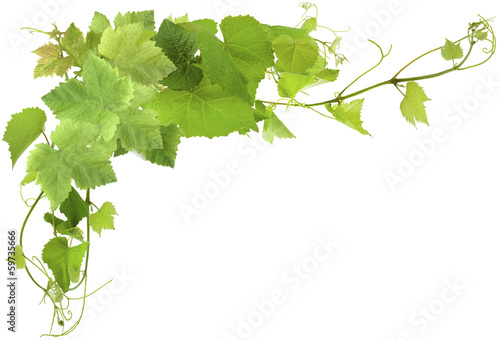 feuilles de vigne photo