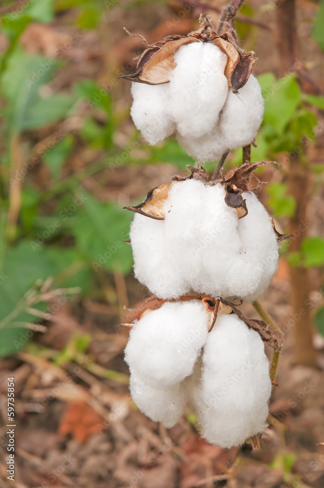 close-up of Ripe cotton bolls on branch close-up of Ripe cotton bolls on branch