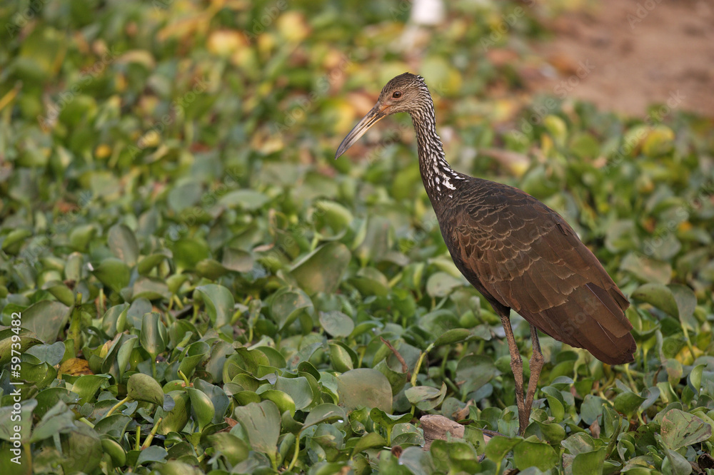 Obraz premium Limpkin, Aramus guarauna