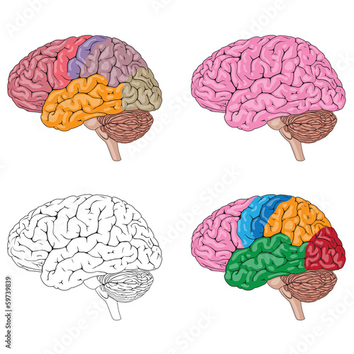 Human Brain Mix