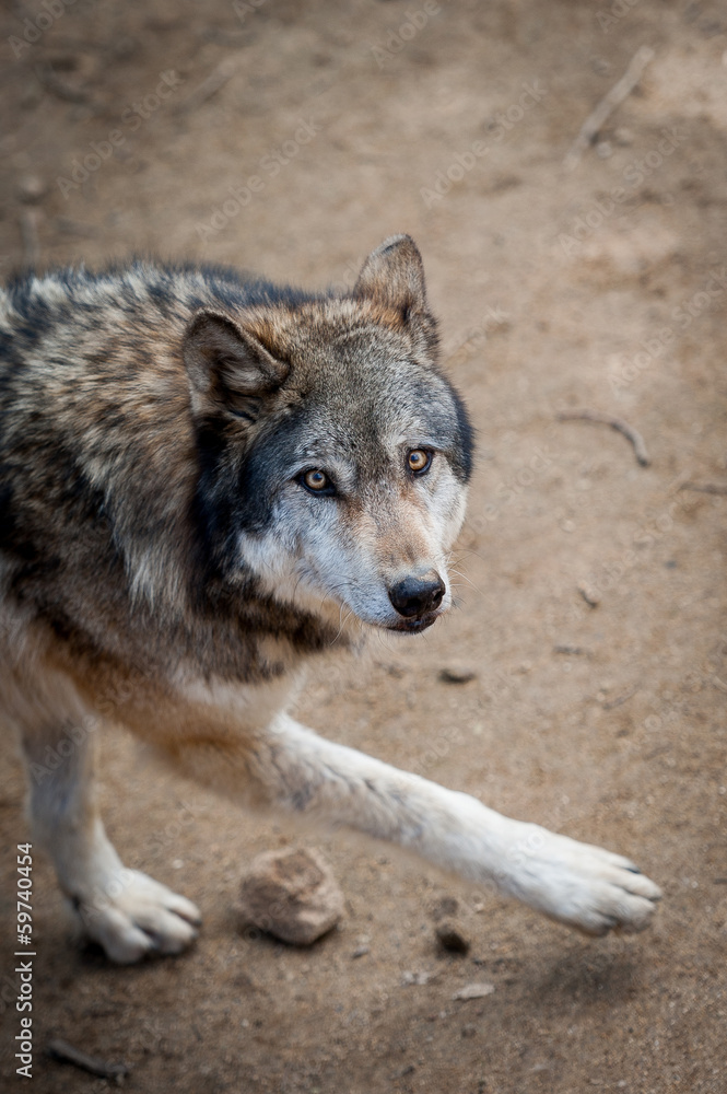 Fototapeta premium Loup