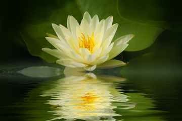 Papier peint photo Fleur de lotus Lotus jaune avec reflet sur l'eau  © Lily