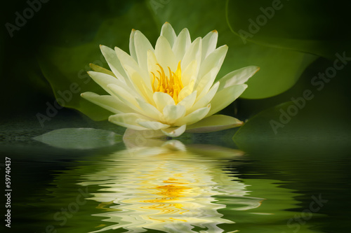 Fototapeta Naklejka Na Ścianę i Meble -  Yellow lotus blossom with reflection