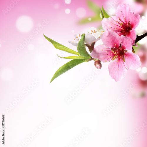 Closeup of peach flower