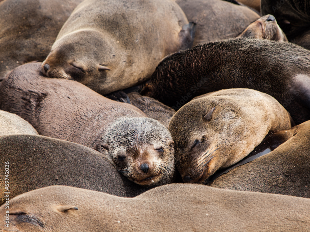 Fototapeta premium Brown Fur Seals (Arctocephalus pusillus)