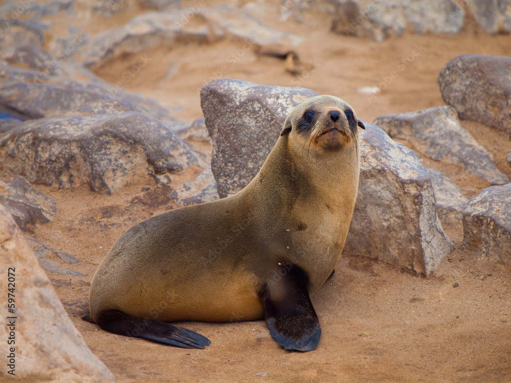 Naklejka premium Brown Fur Seal (Arctocephalus pusillus)