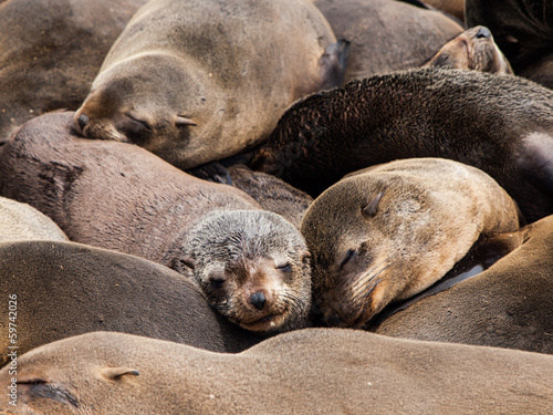 Brown Fur Seals (Arctocephalus pusillus)