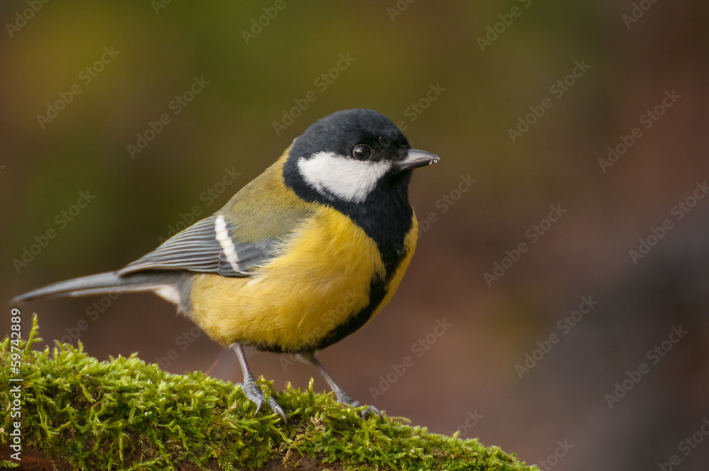 Tit - Parus major Tit - Parus major