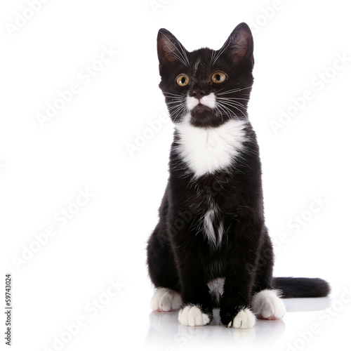 Black and white small kitten sits on a white background.