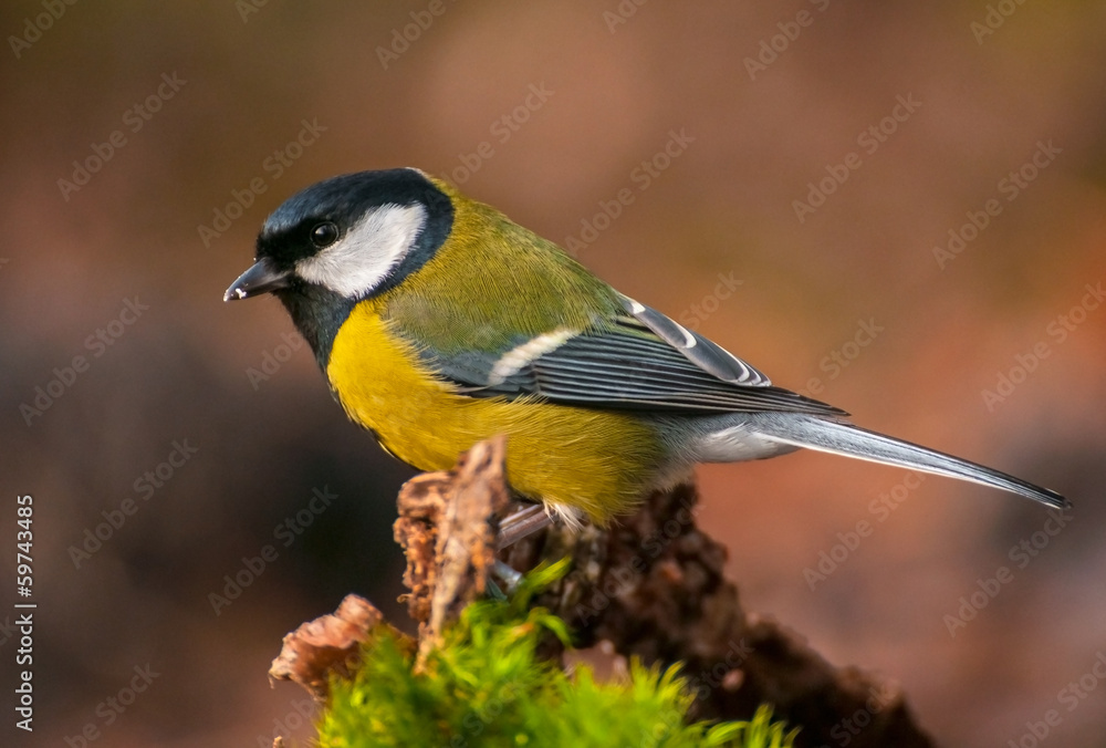 Tit - Parus major Tit - Parus major