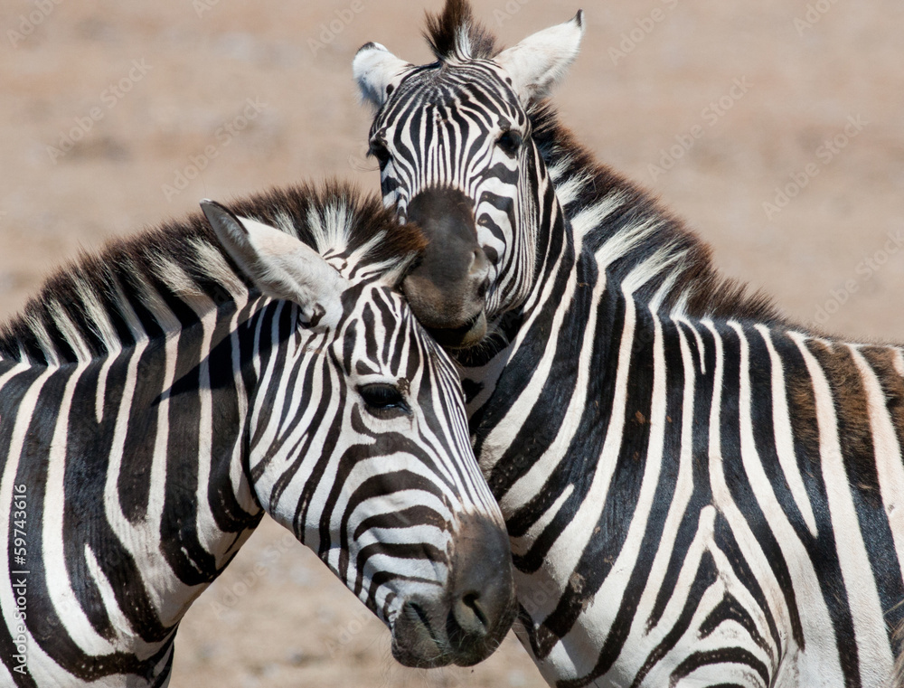 Zebras playing