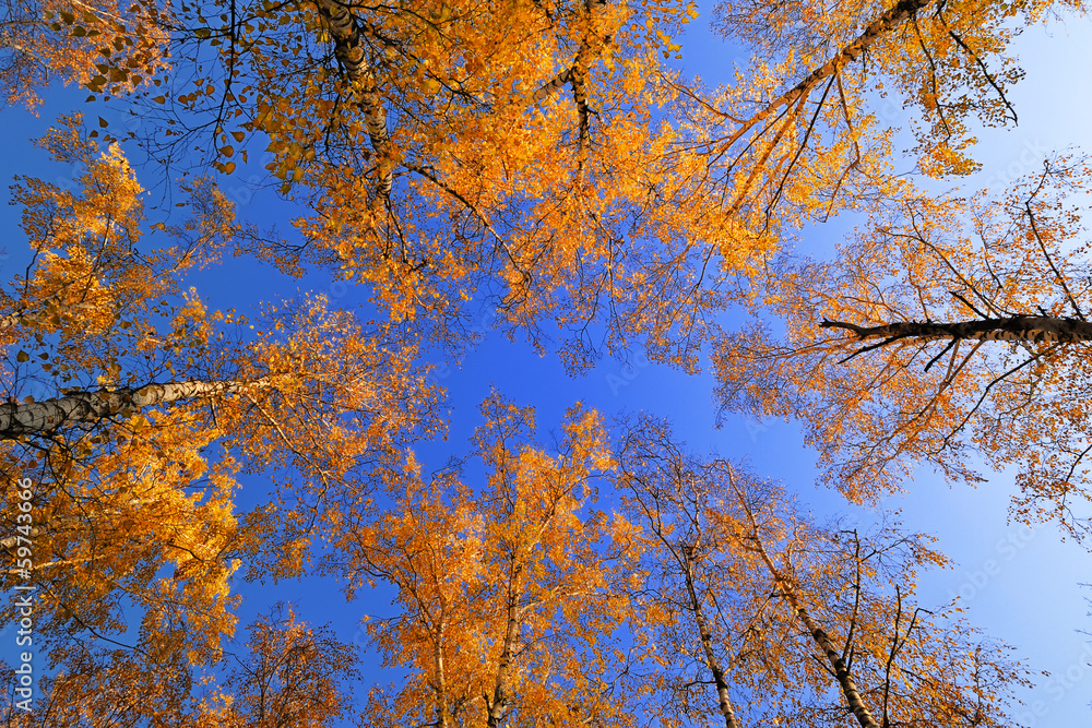 Fototapeta premium Autumn birch forest