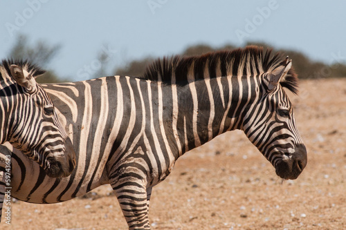 Zebras © Budimir Jevtic