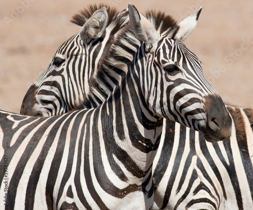 Fototapeta Naklejka Na Ścianę i Meble -  Zebras