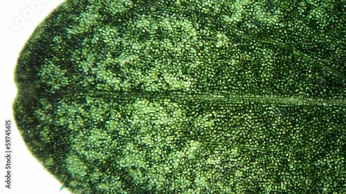 plant leaf tissue under microscope (cells well seen)