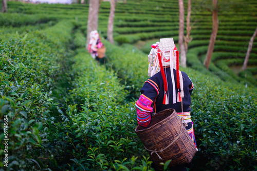 hill tribe harvester tea farmer