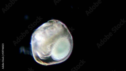 daphnia under microscope photo