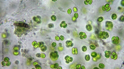 Green algae cells under microscope