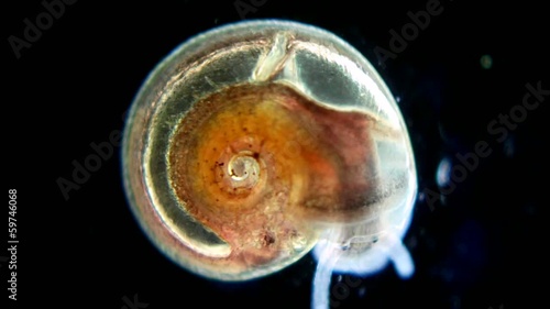 Snail under microscope