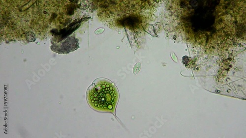 green algae and bacteria cells motion under microscope