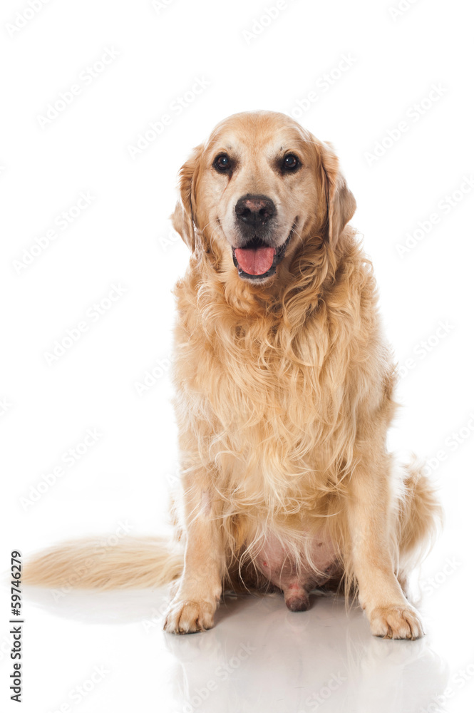 Alter Hund Alter Hund