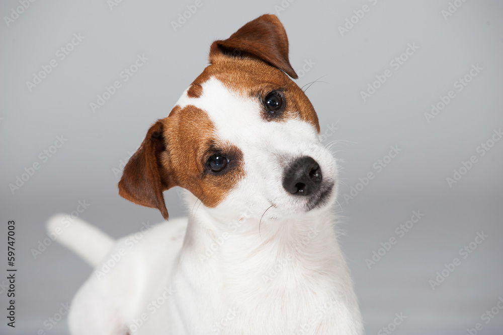 Parson Russel Terrier