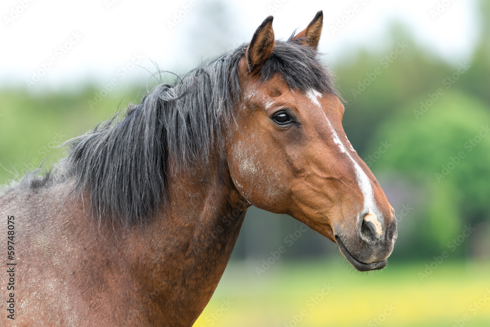 Obraz premium Stallion just after a fight