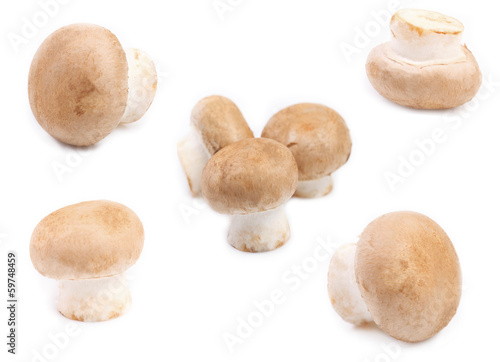 Fresh white champignon mushroom.