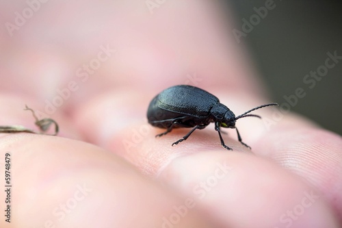weiblicher rainfarn-blattkäfer / female tansy leaf beetle