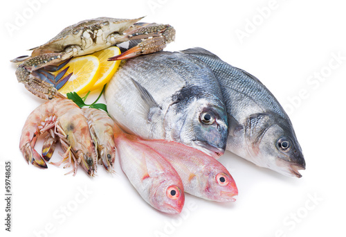 Photography Fresh catch of fish and other seafood isolated on white