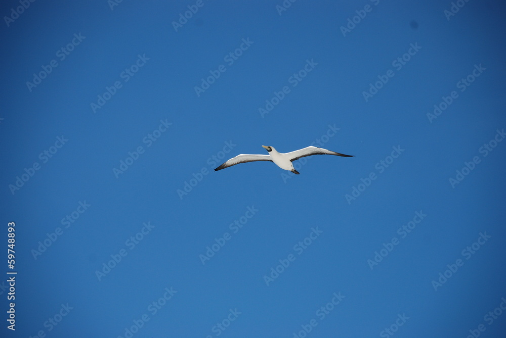 Fototapeta premium Bird