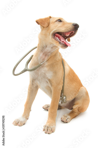cute healthy puppy with a stethoscope