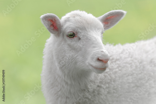 White lamb on green background
