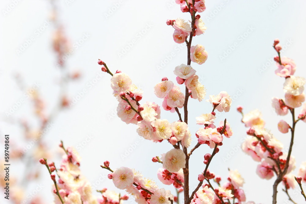 八重咲きの梅の花