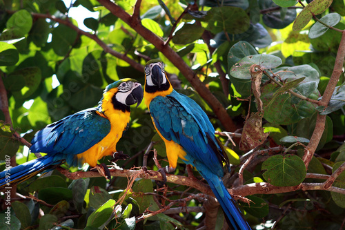 Pair of macaw parrots