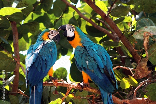 Pair of macaw parrots