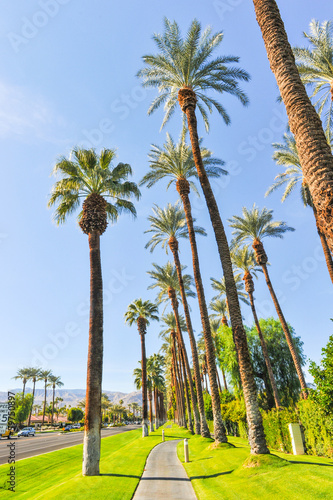 Palm trees line a walking path with sky