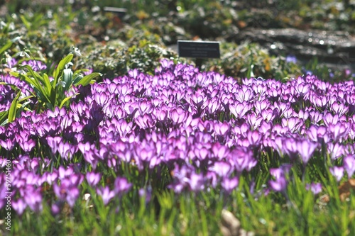 Wild Flowers Close-up