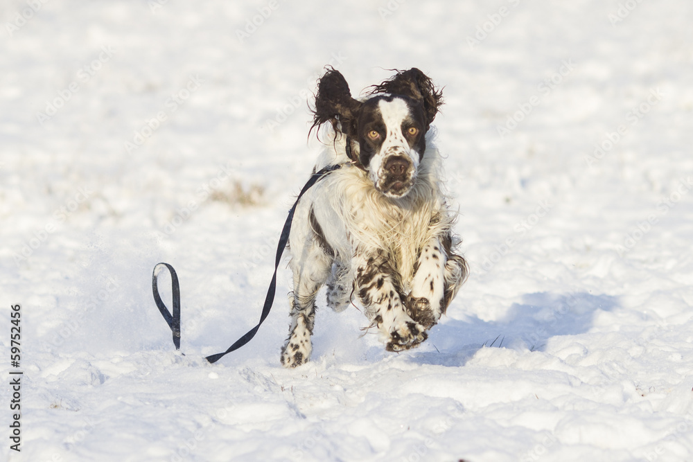 springer spaniel dog lying on the snow springer spaniel dog lying on the snow