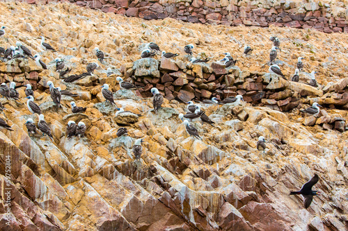 Aquatic seabirds in Peru,South America, coast at Paracas