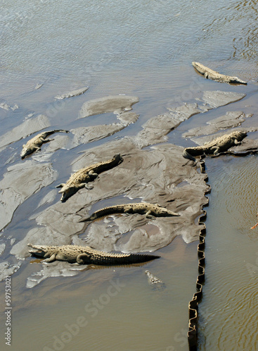 crocodiles