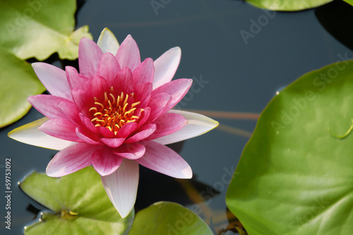 фотографія water lily