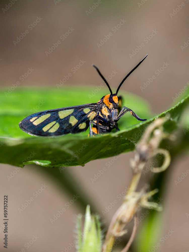 Moth Moth