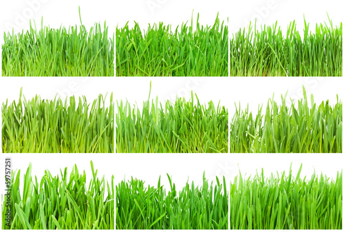 Green grass