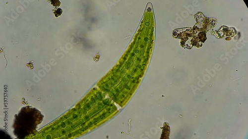 closterium algae under microscope photo