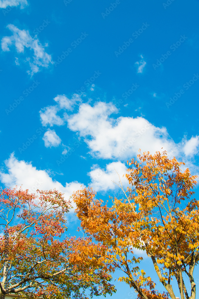 autumn sky and trees were turning yellow autumn sky and trees were turning yellow